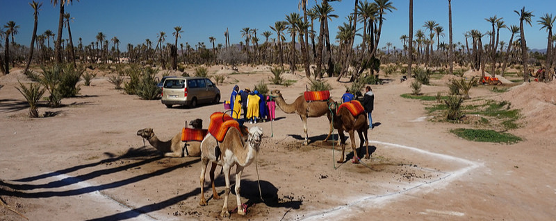 Camels in the Palmeraie, Marrakech, Morroco