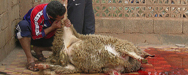 odad abderrahmane showing the traditional method of skinning a beast