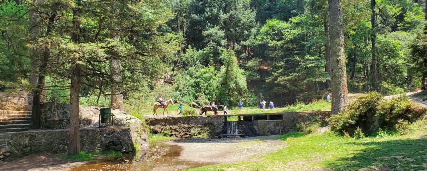 Parque Nacional Desierto de los Leones - Mexico City's Best -  TouchScreenTravels