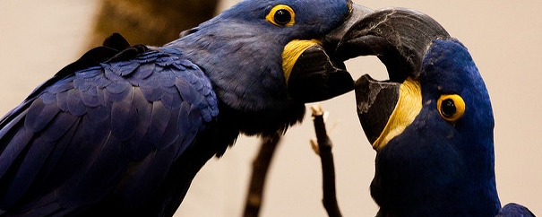 Biodôme ! - 4/10