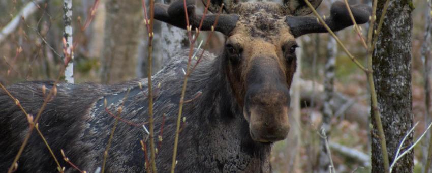 A moose in Maine during spring standing behind budding brush.