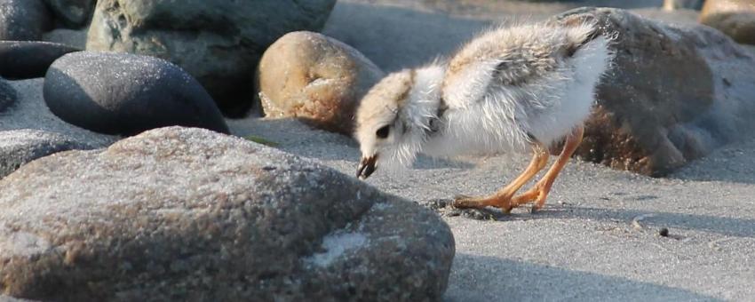 Piping Plover (RI)