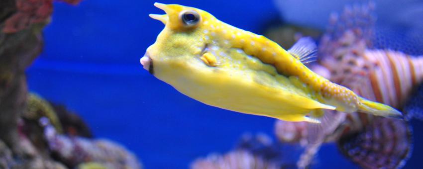 New England Aquarium