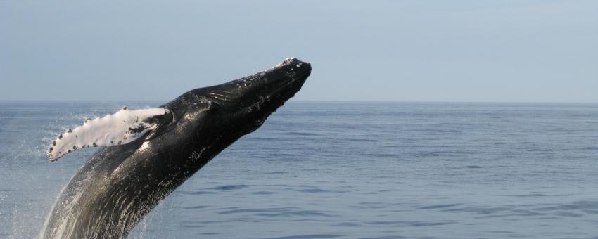 A humpback whale in Bar Harbor, Maine, USA.