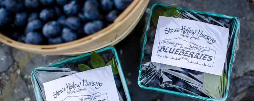 Stowe Hollow Nursery Stowe Hollow Nursery