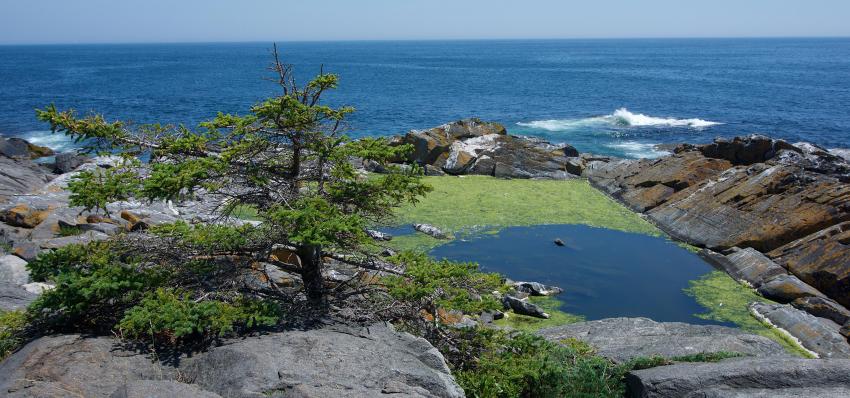 Monhegan Island (10)