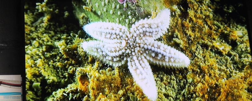 Sea star