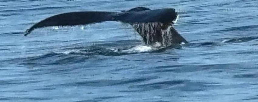 Humpback Tail