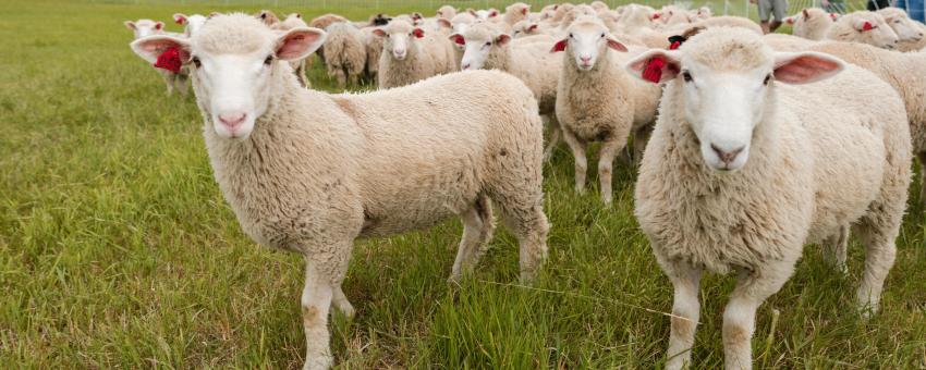 Sheep at Shelburne Sheep at Shelburne