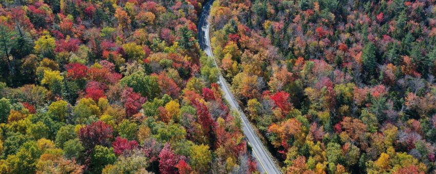 Fall Foliage, Kancamangus Highway, NH