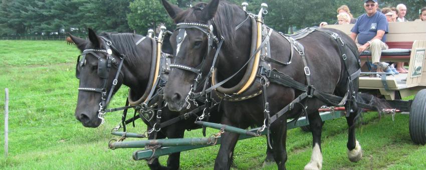 Draft horses