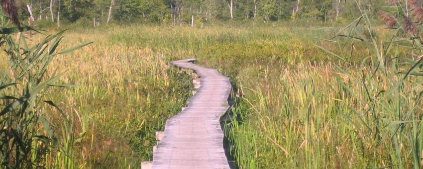 The Boardwalk (White Memorial Conservation Center, Litchfield CT)