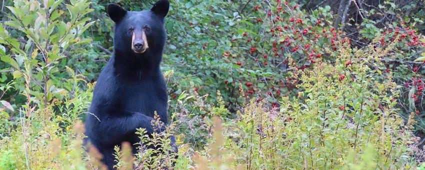 Black Bear Moosehorn National Wildlife Refuge