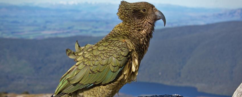 Kea