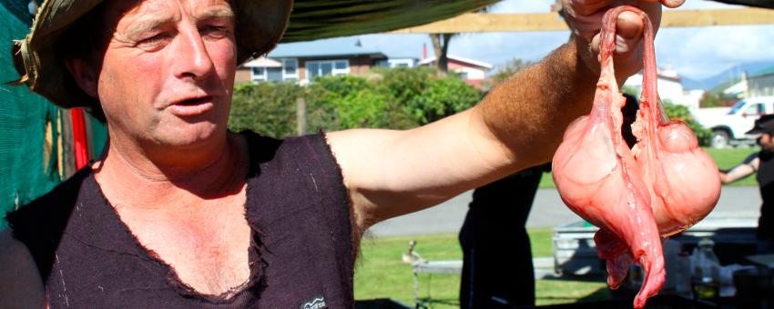 New Zealand: Wildfoods Festival in Hokitika