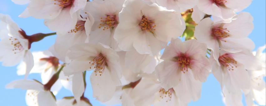 Cherry blossoms