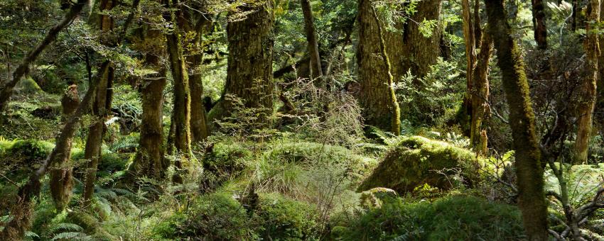 Beech Forest