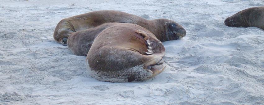 Seal @ Otago Peninsula