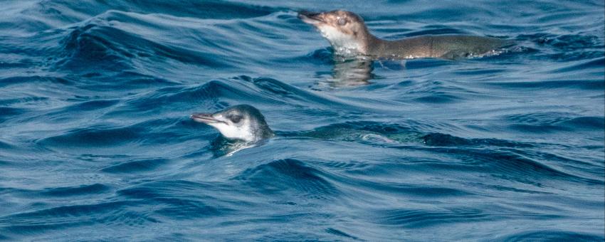 Little Blue Penguin | Hauraki Gulf Pelagic | Warkworth | SI | NZ|2019-11-07|09-12-32