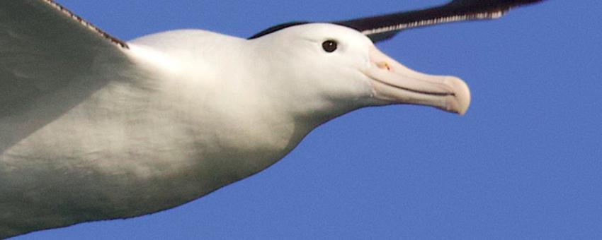 N. Royal Albatross - toroa (Diomedea sanfordi)