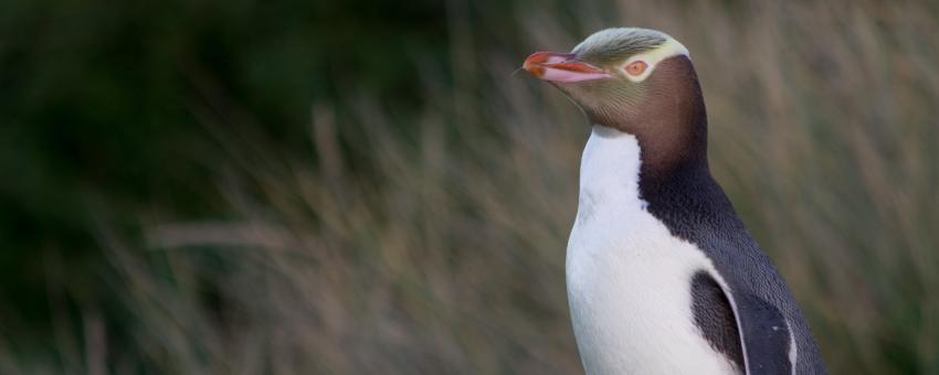 Yellow-eyed penguin