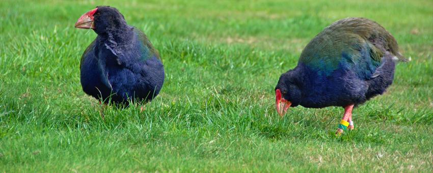 Two takahe