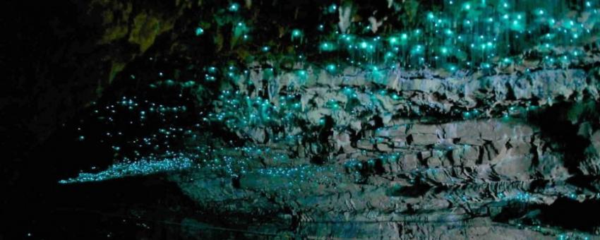 Te Anau Glowworm Caves (1).