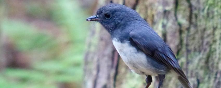 New Zealand Robin