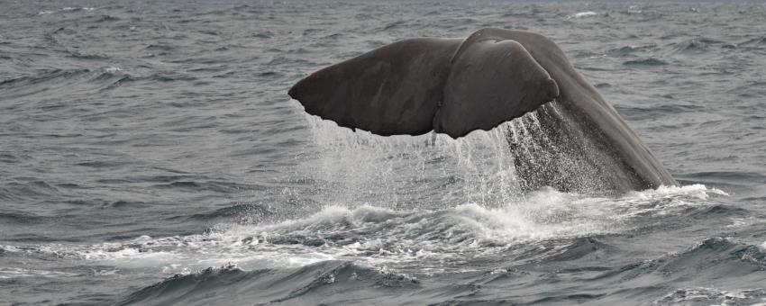 Kaikoura