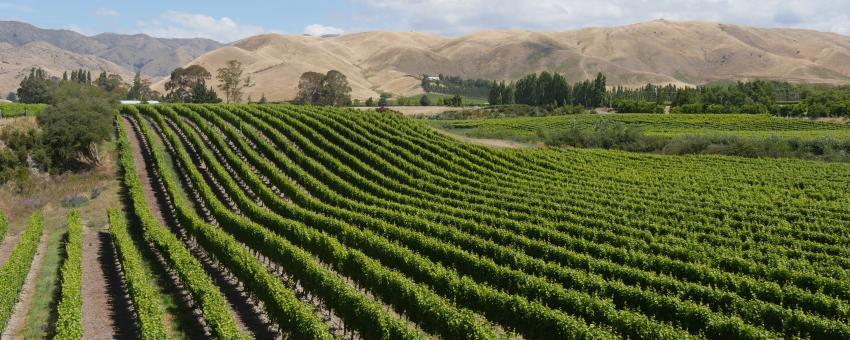 NewZealandWairauValleyVineyards033