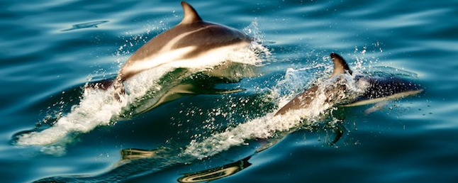 Kaikoura: dusky dolphins