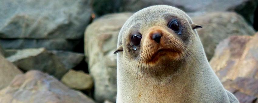 Southern New Zealand Fur Seal.