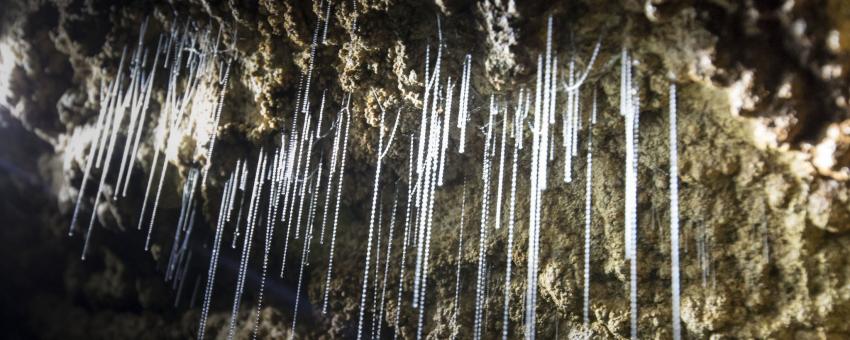 Waitomo caves