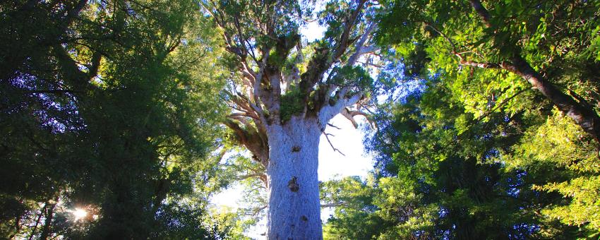 Tane Mahuta