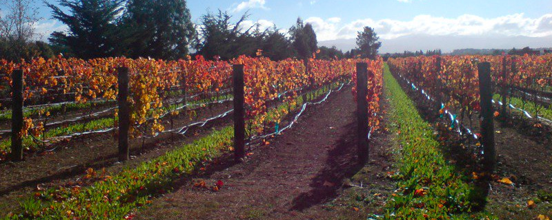 Fall in Martinborough