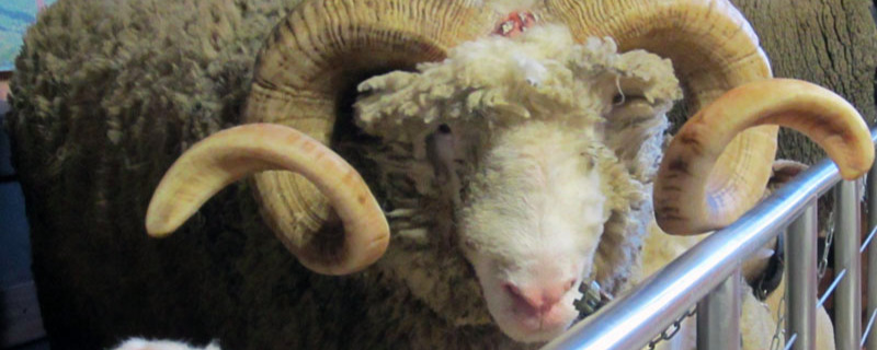 Sheep, Agrodome, Rotorua