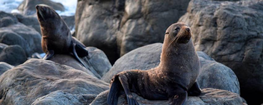 Cape-Palliser-Seals.