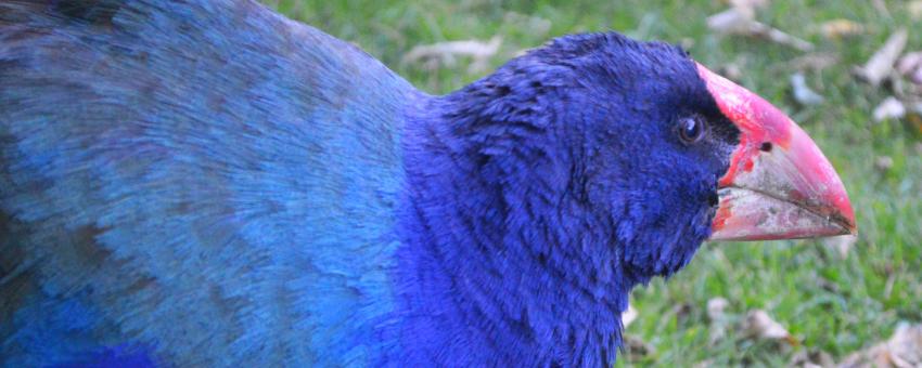 Takahe at Zealandia