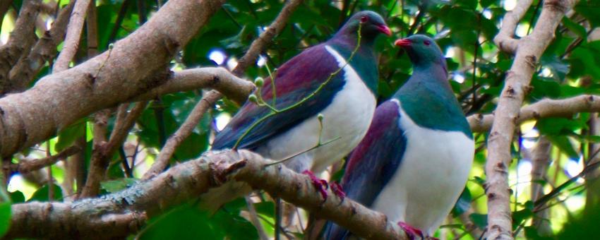 Tiritiri Matangi