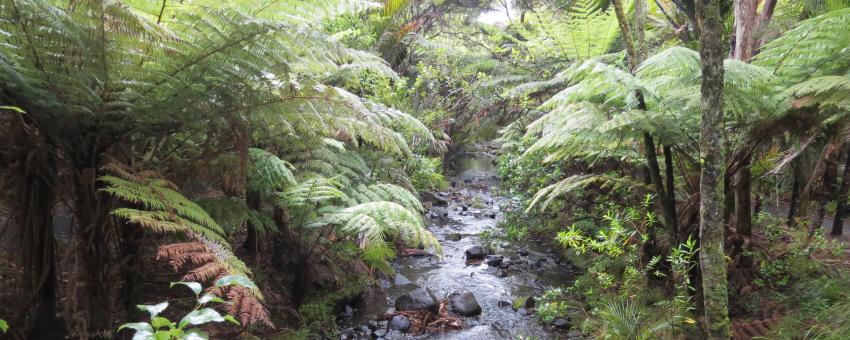 Byers Walk, Waitakere Ranges, North Island (482449)