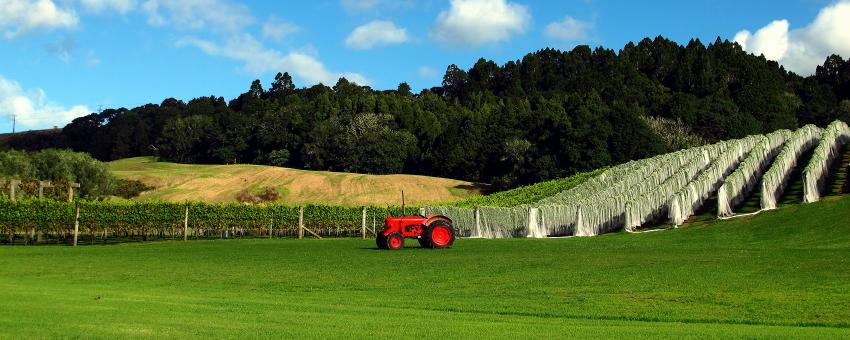 Acension wines, Matakana 29-03-2012 4-52-52 p.m.