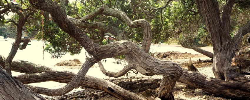 Twisty Tree On The Beach