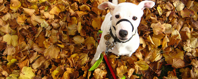 Smokey in the autumn leaves