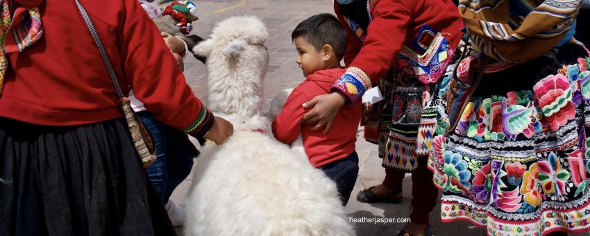 Alpaca with boy