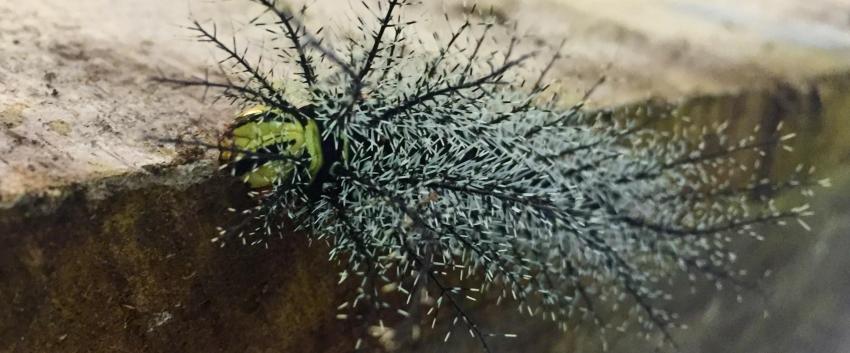 Peru jungle caterpillar