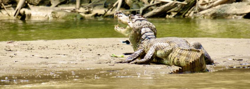 Caiman Manu NP