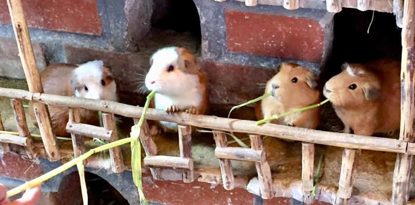 Feeding guinea pigs