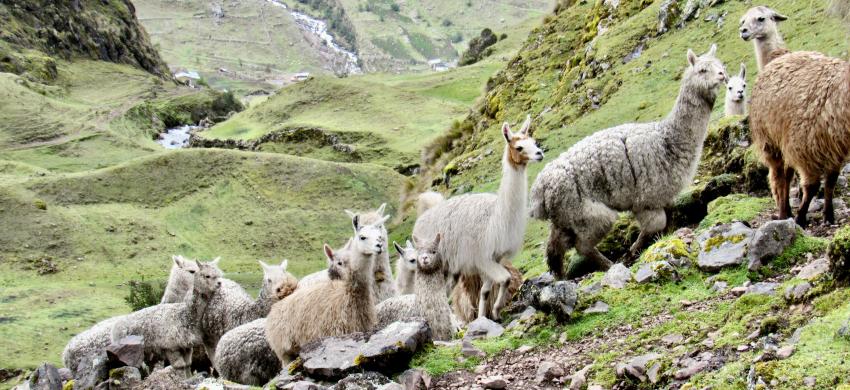 Llamas and alpacas on the Lares Trek.