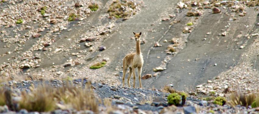 Vicuña at Pastoruri Glacier