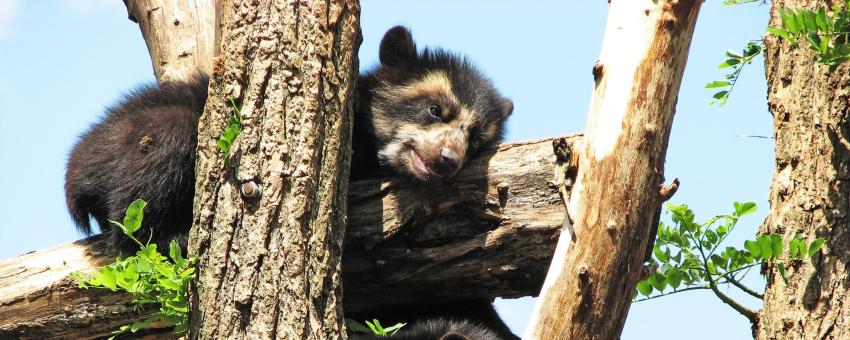 spectacled bear